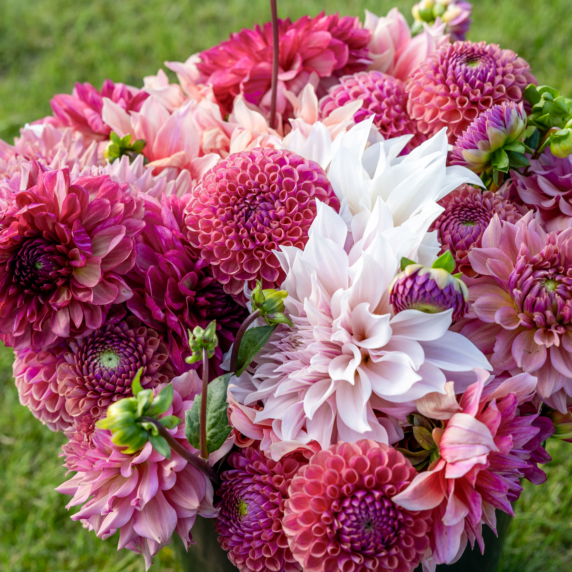 Dahliamix 'Dusty Rose'